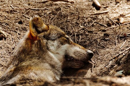 Animal wild animal animal world