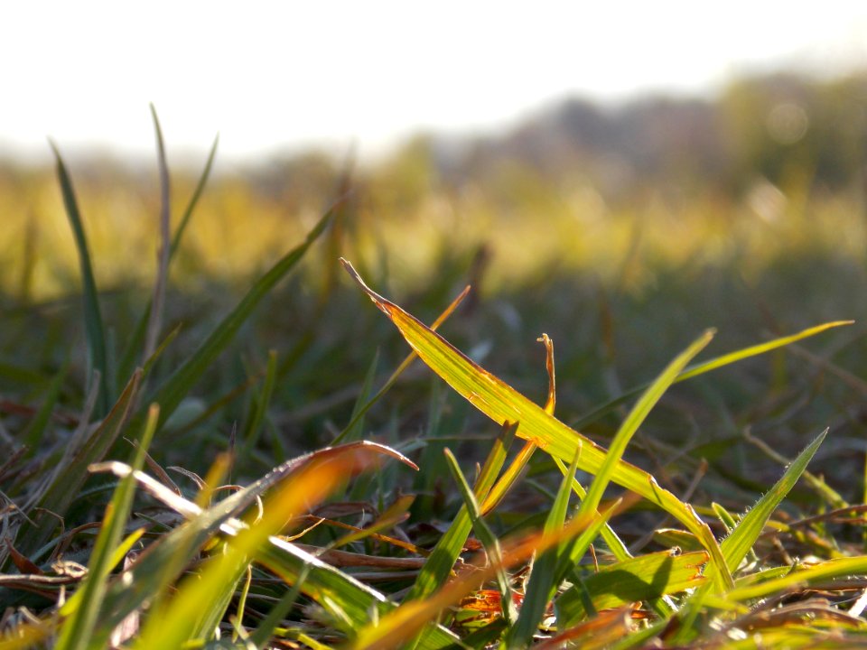 Close up, Grass