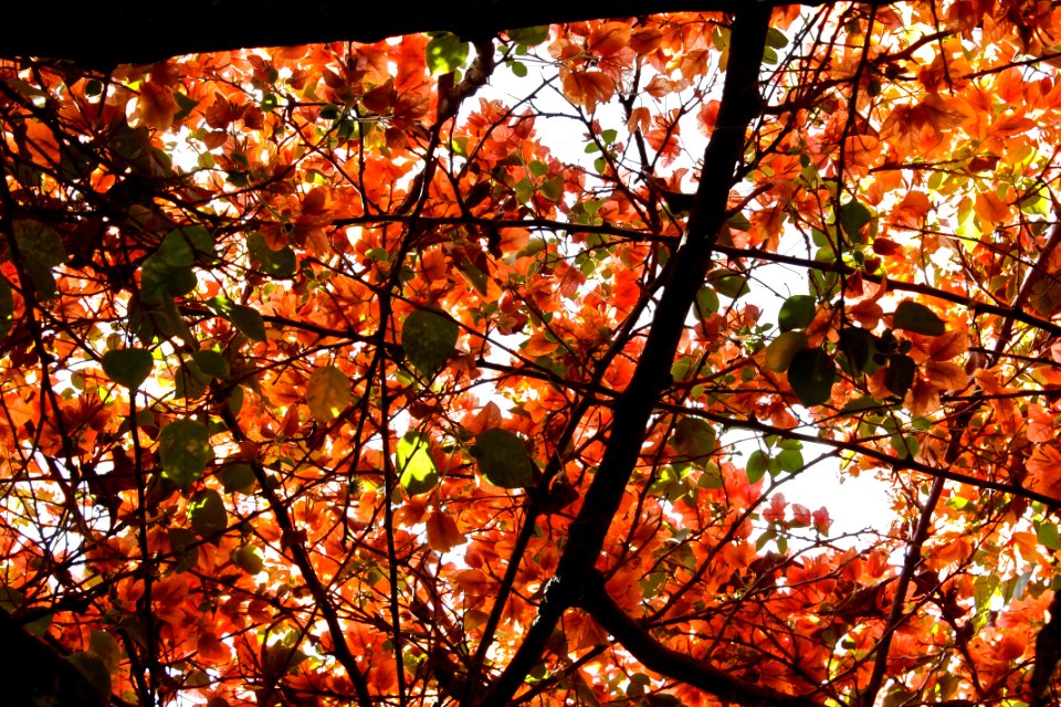 Monte alegre do sul, Brazil, Tree