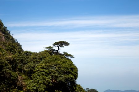 Zen, Sky, Trees