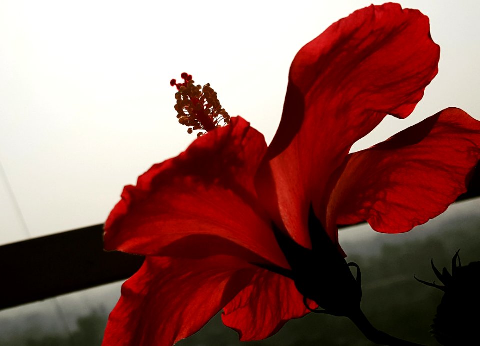 Macro, Nature, Flower