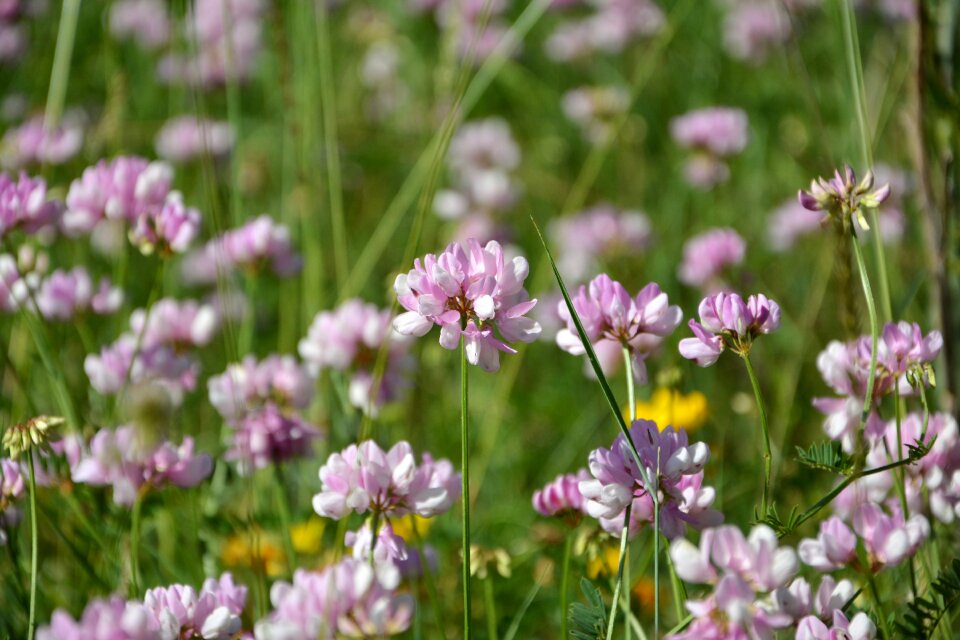 Flowers spring spring flowers