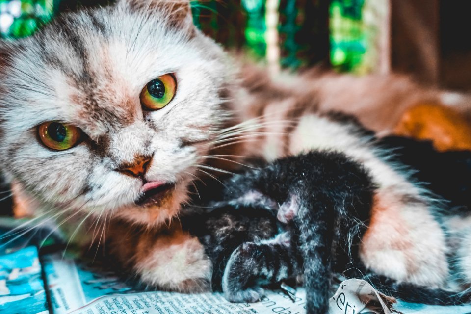 Animal, Stare, Focus