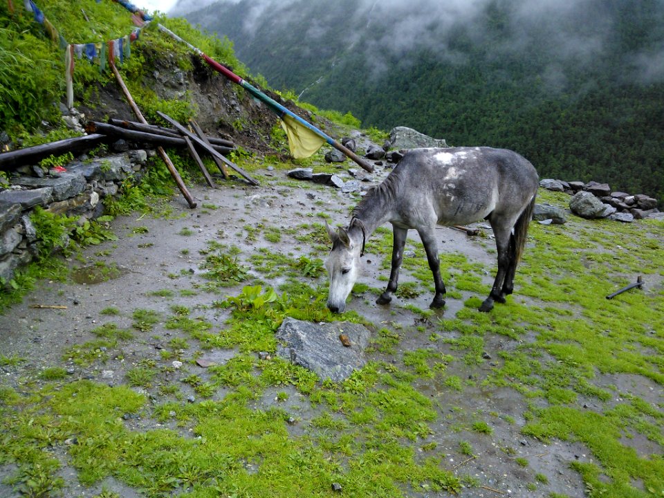 Langtang, Nepal, Mountain