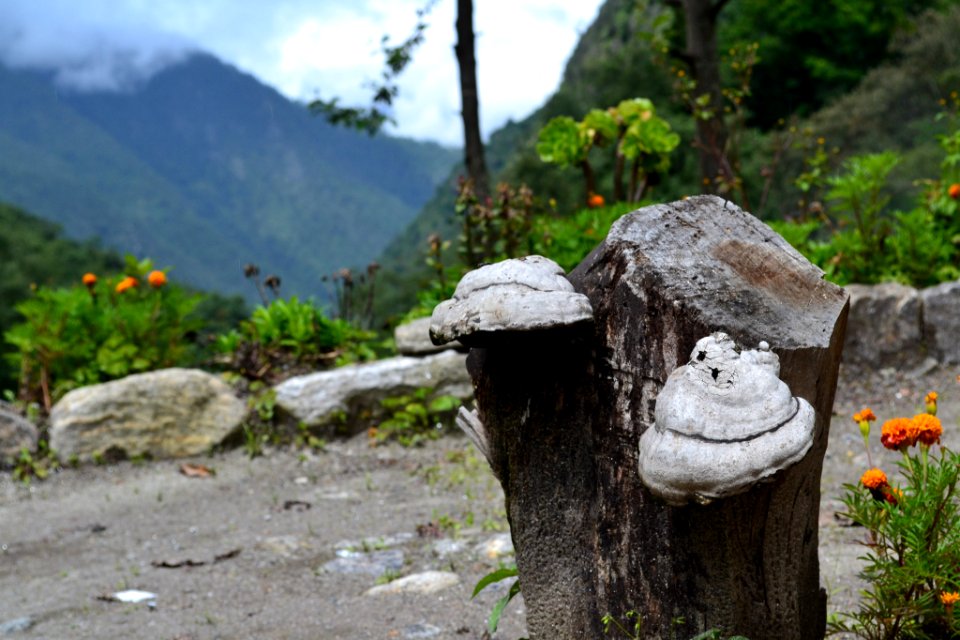 Langtang trekking trail, Nepal, Trunk