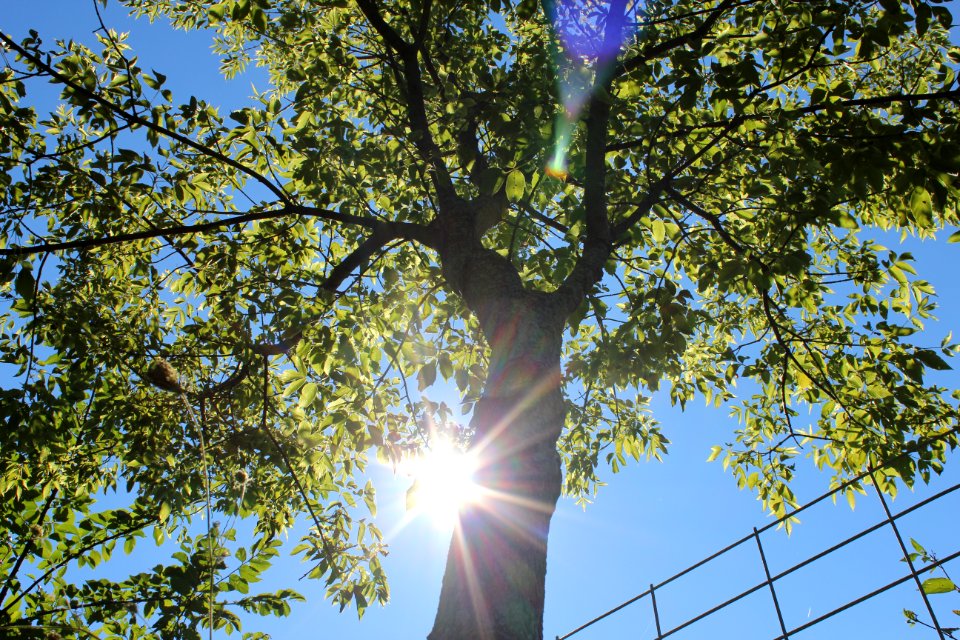 Summer, Sunlight, Farm