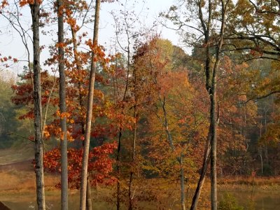 South carolina, United states, Forest
