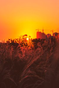 Light, Reed, Sunset