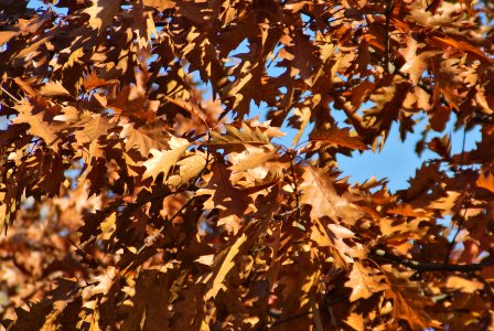 Pol, Oak, Sky