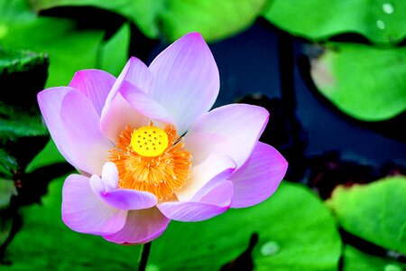 Pink soothing plants