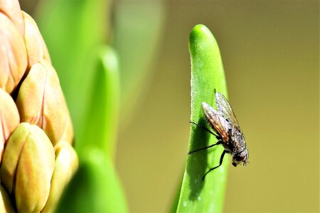 Wing flying nature photo