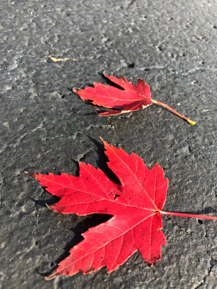 Brookfield square drive, Brookfield, United states