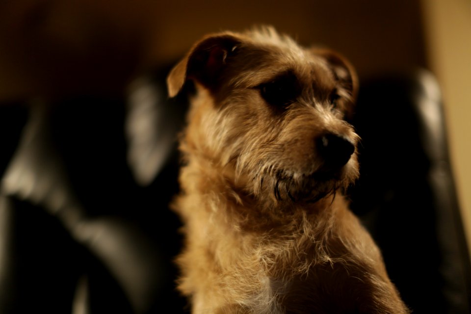 Terrier, Dog photo