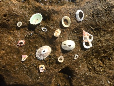 Puerto rico, Shells