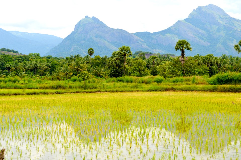 Kerala, India photo