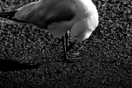 Bird, Seagull