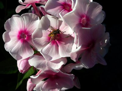 Greek valerian plant pink wasp photo