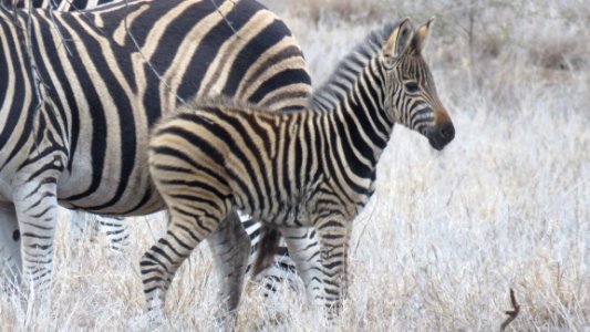 Kruger national park, South africa, Wild animals photo