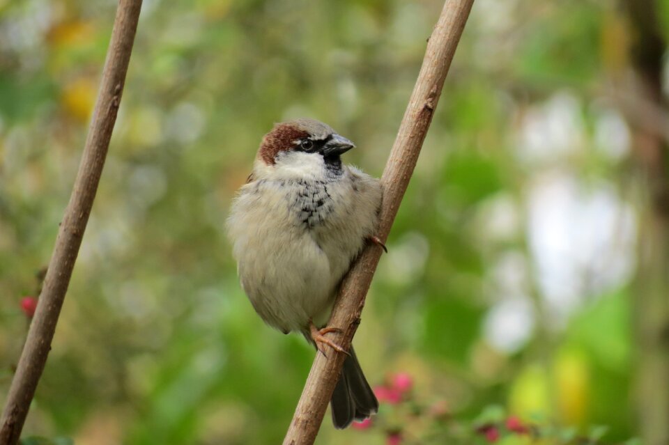 Sparrows animal feather photo