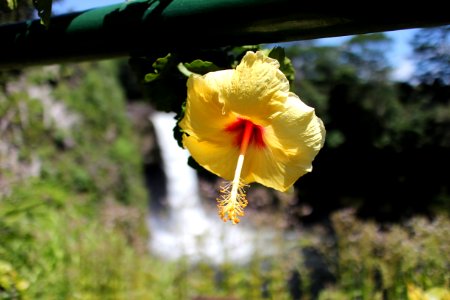 Hilo, Rainbow falls, United states photo