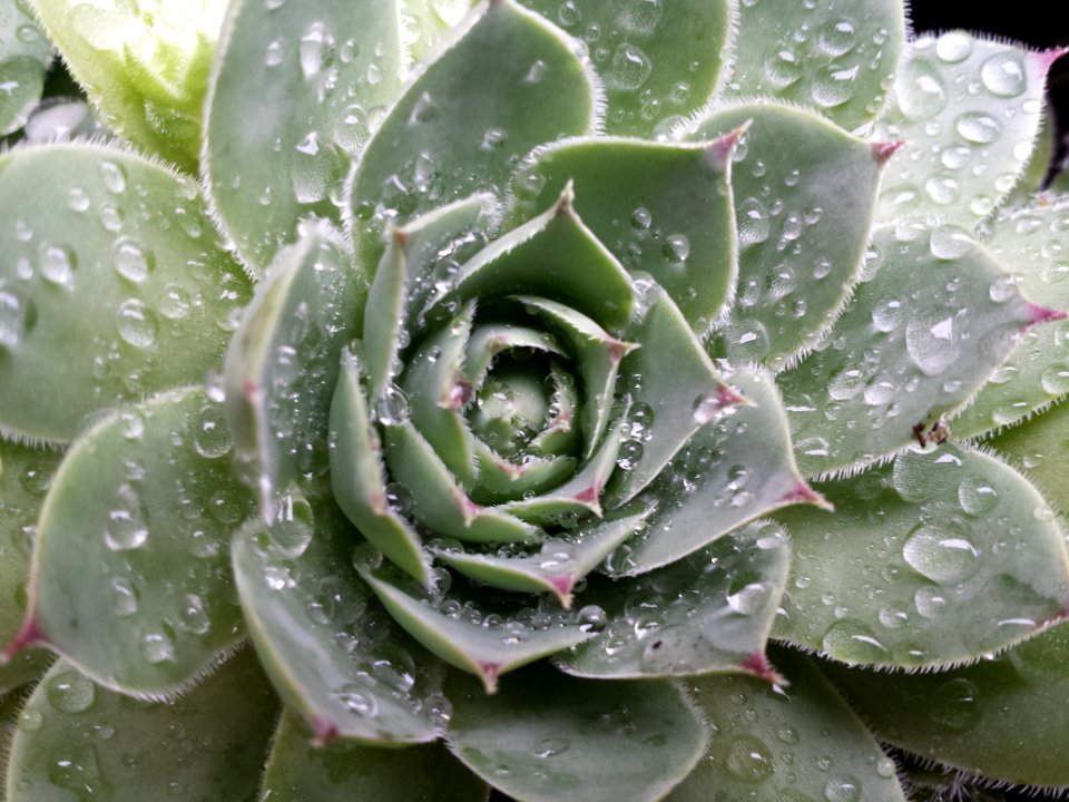 Anoka, United states, Water drops