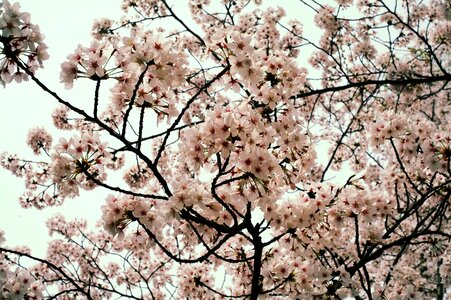 Night nature spring flowers