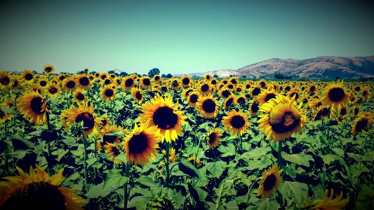 Sunflower, Nature photo
