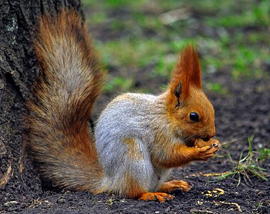 Redhead funny animal