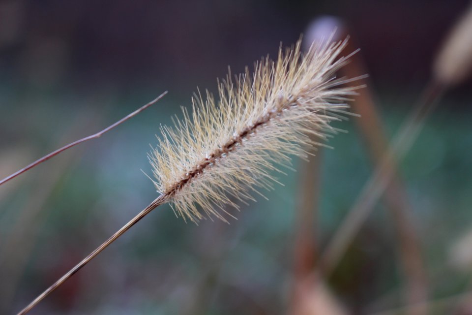 Grass, Autumn, Fall