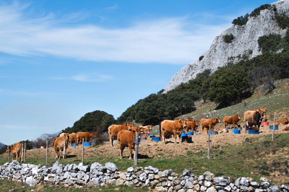 Piedrasecha, Spain, Green
