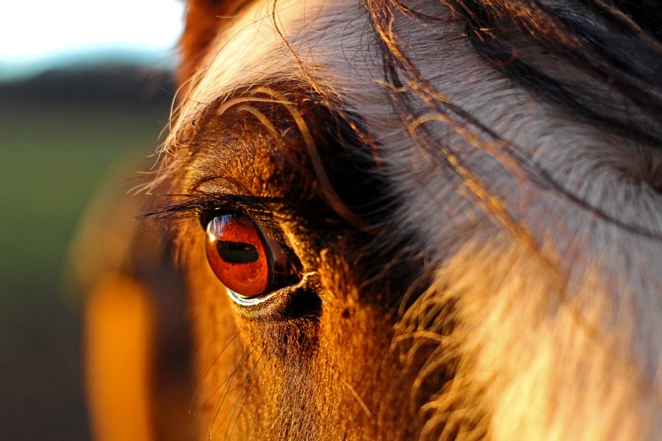Macro, Horse macro, Eyebrow