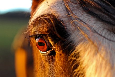 Macro, Horse macro, Eyebrow photo