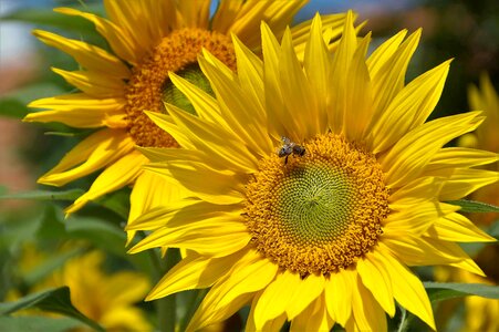 Flower summer bee
