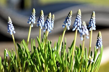 Blue spring flower muscari photo