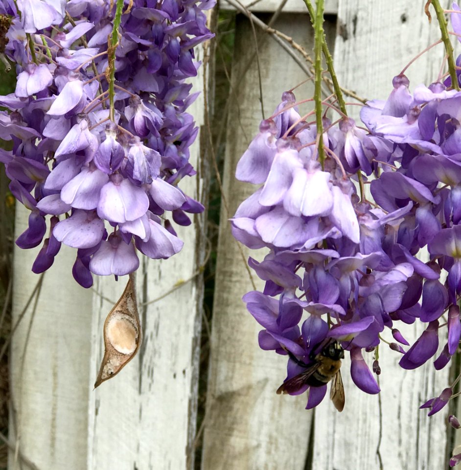 Fence, Bumblebee, Bee