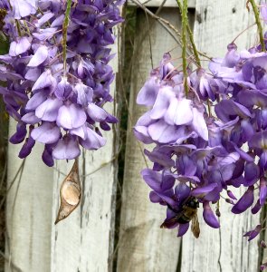 Fence, Bumblebee, Bee