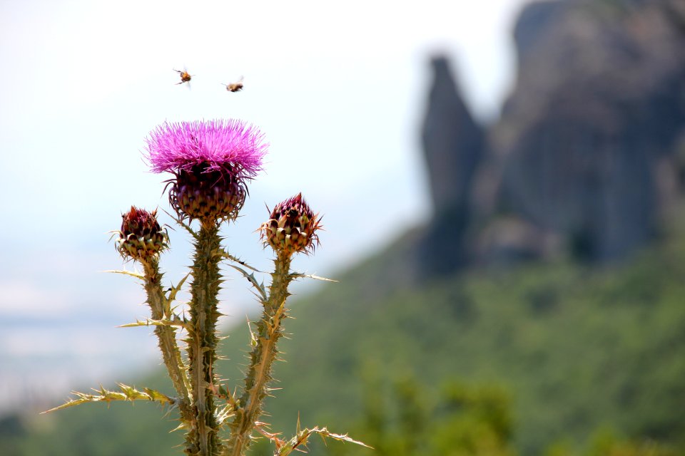 Greece, Nature, Burr
