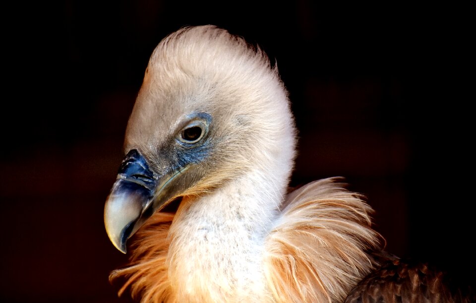 Scavengers raptor animal