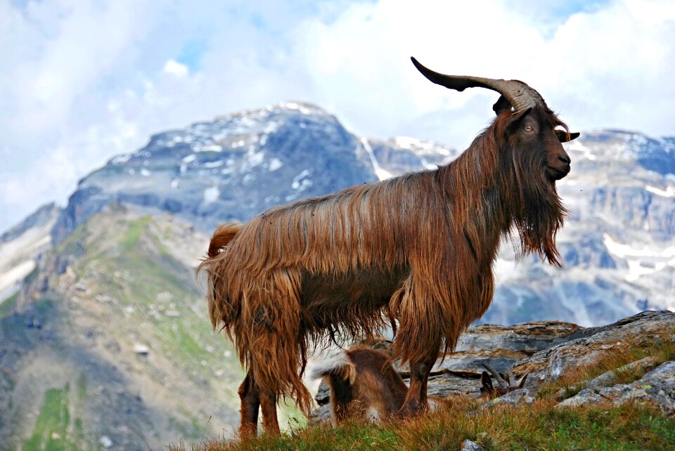 Mountain goat mountains mammal
