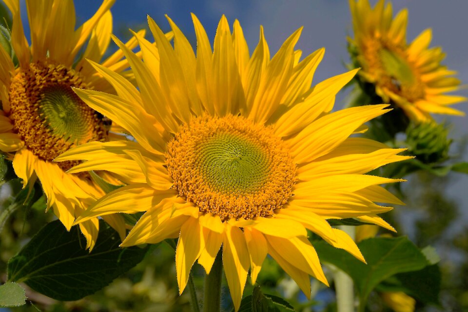 Flower summer target