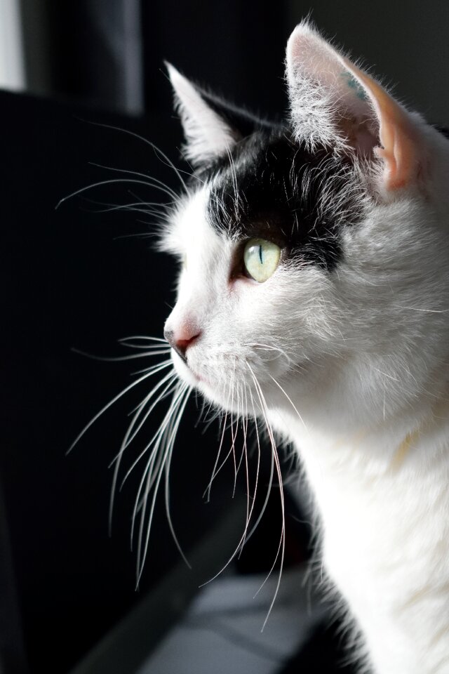 Animal pet white