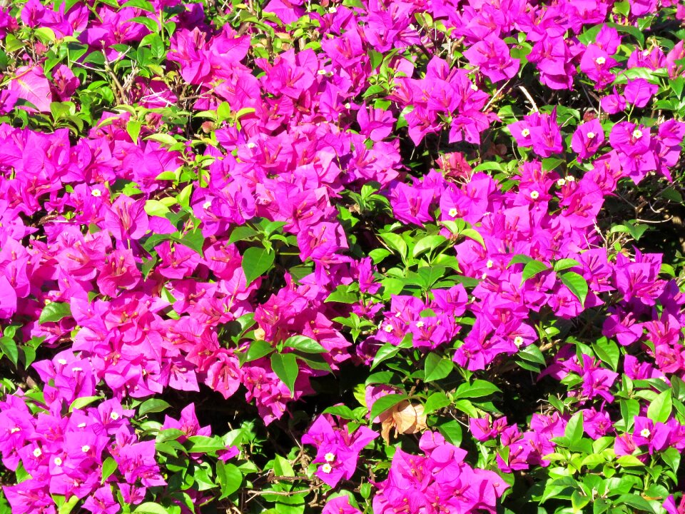 Floral spring plant