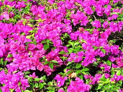 Floral spring plant