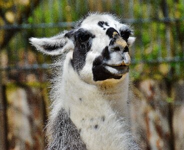 Funny cute tierpark hellabrunn