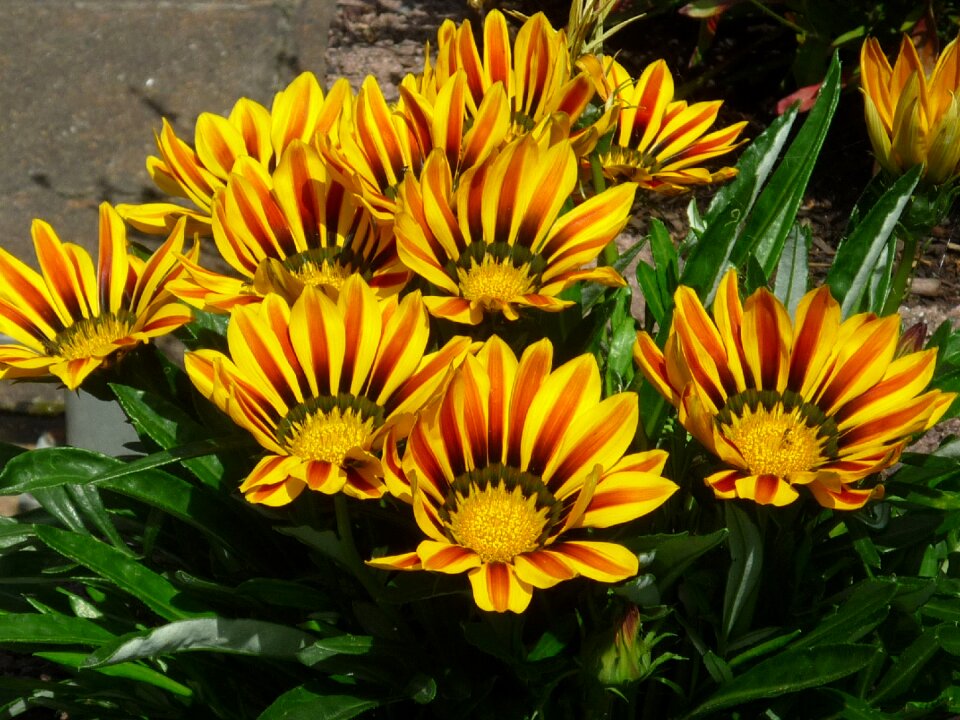 Summer sunny garden plant