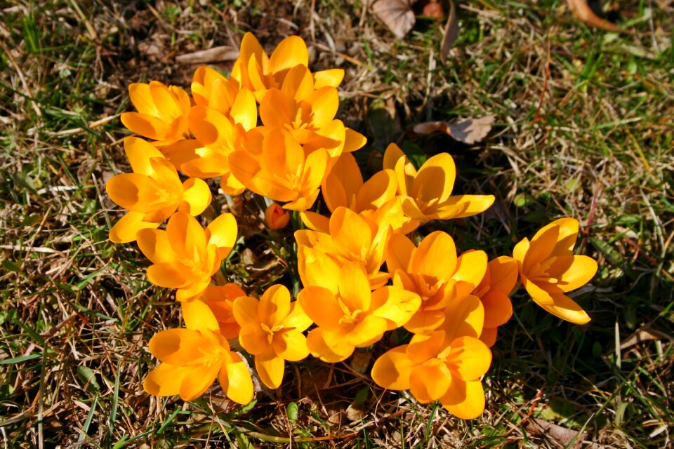 Bloom flower nature