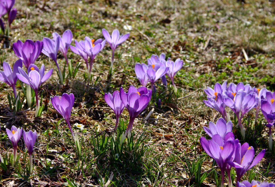 Frühlingsanfang spring blossom photo