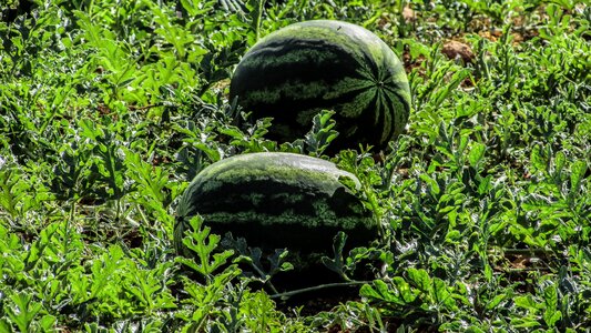 Farm agriculture vegetable