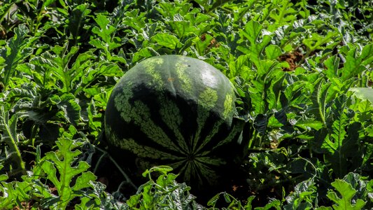 Farm agriculture vegetable