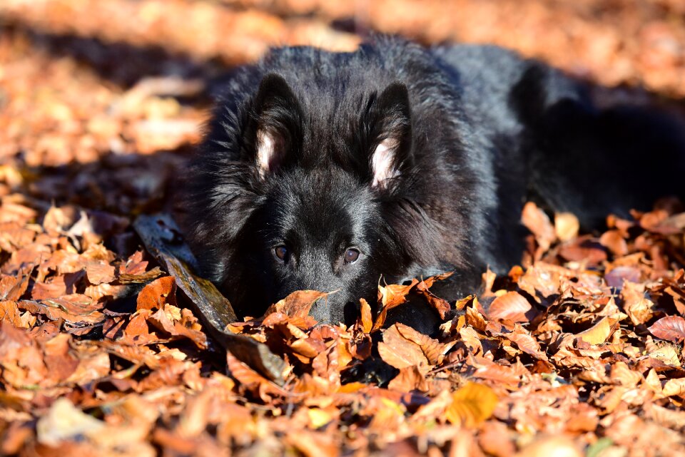 Animals nature dogs